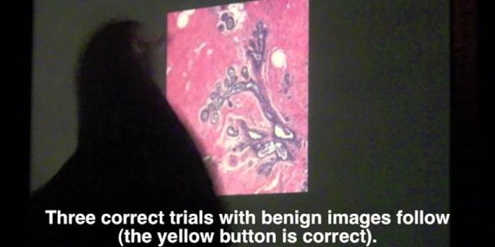 Pigeons Take a Peck at Cancer, and They