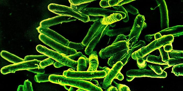 TB Can Use the Immune System to Boost Infection