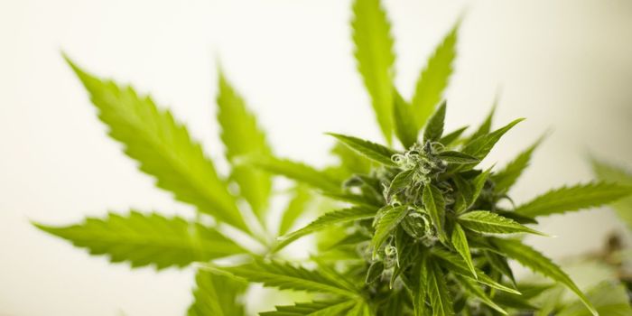 Can Cannabis Treat Opiate Addiction?