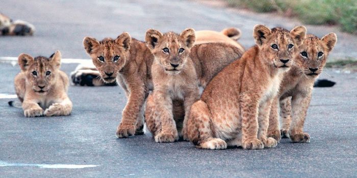 A different kind of traffic jam