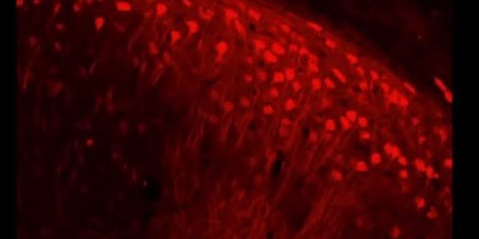 Advances in Gene Therapy for Neurons