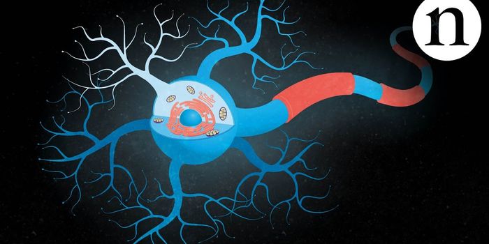 The Impact of ALS on Nerve Cells