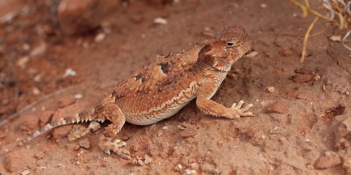 Horned Lizards Are Great Predators, But Also at Avoiding Predation