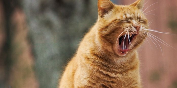 In Kids Living with Cats, Schizophrenia Risk is More Than Doubled