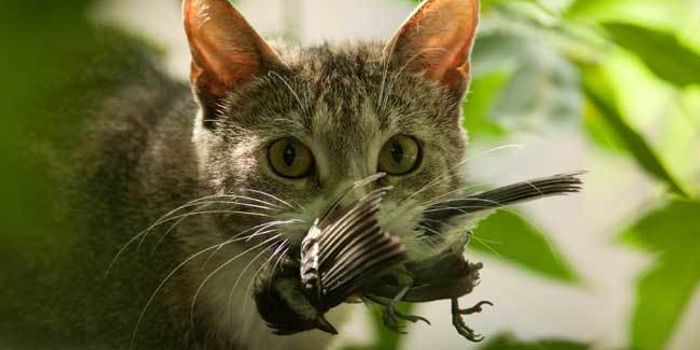 Your outdoor cat is killing your image of sustainability