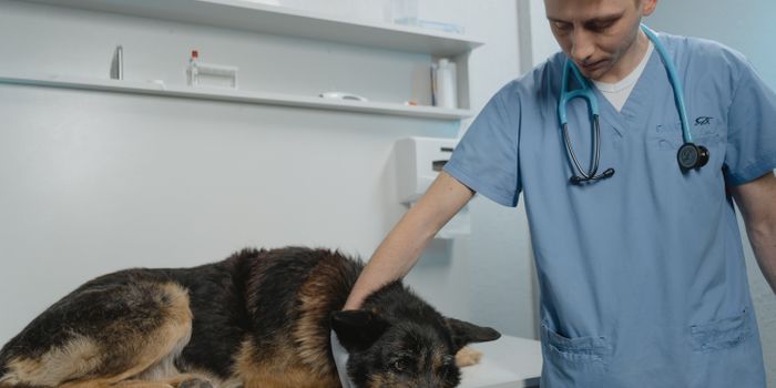 Study Will Examine CBD Treatments for Dogs in Post-Surgical Pain