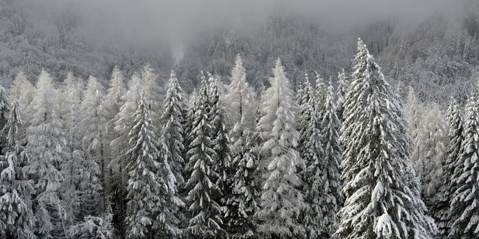 Tracking the Paths of Snowflakes