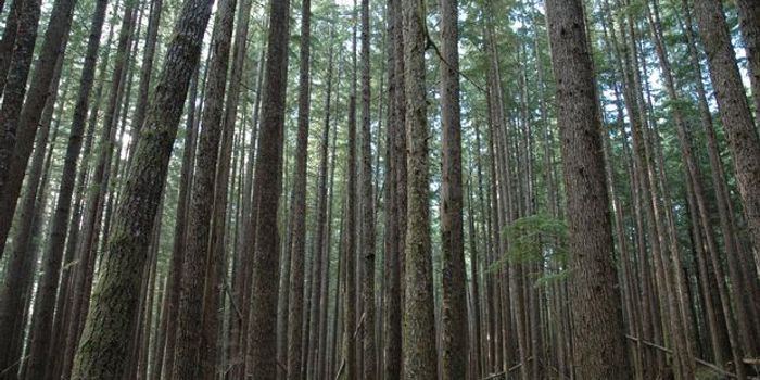 The Tree Social Network