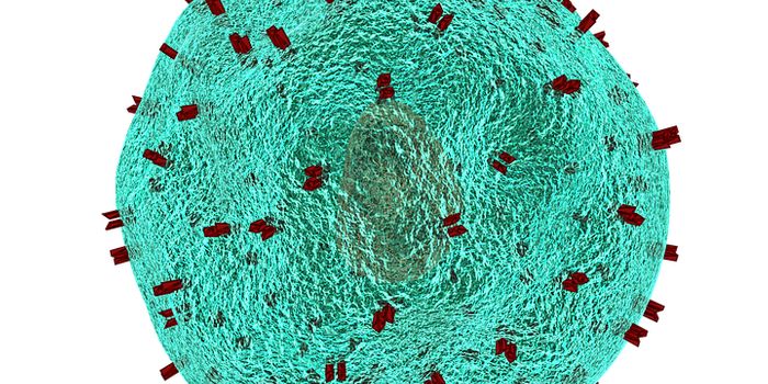 10-year old immune cells still activate and target infection