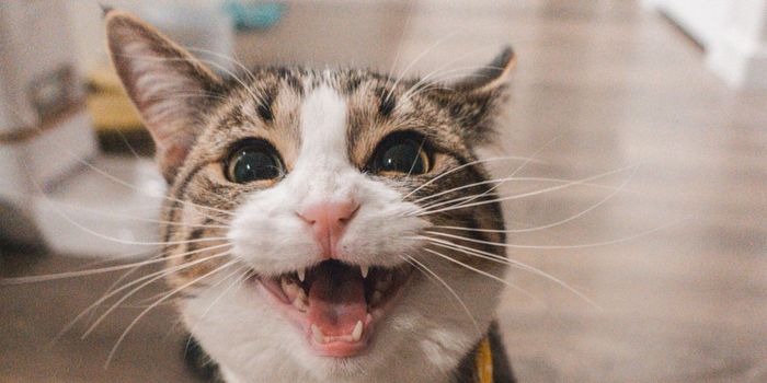 Should You Give Cannabis to Your Cat?