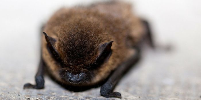 Do Bats Really Help Tame Mosquito Populations?