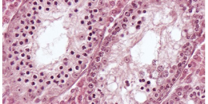 Reproductive Research