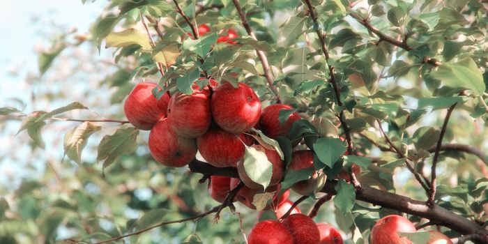 Modifying Apples to Resist Climate Change