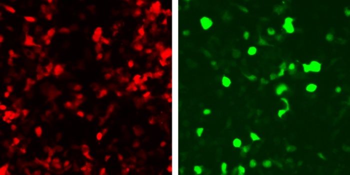 Detecting DNA, Triggering Target