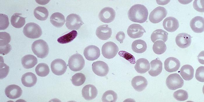 Malaria Parasite Seems to be Evolving to Evade Diagnostic Tests