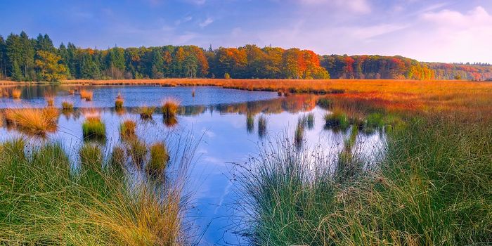 Marsh conservation key to climate change mitigation