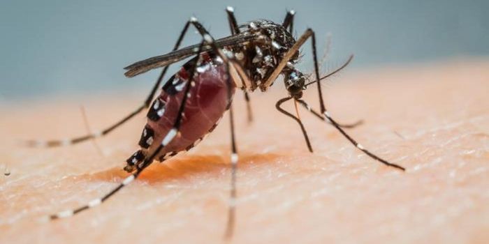 Mosquito-Borne Illnesses are Linked to Stroke