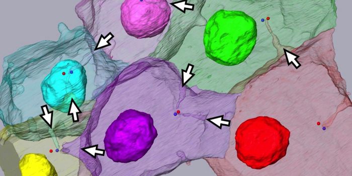 New Subcellular Structure That Orients Cell Division is Discovered