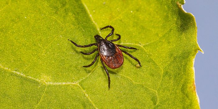 Rising Temperatures May Increase Tick-Borne Diseases in Humans