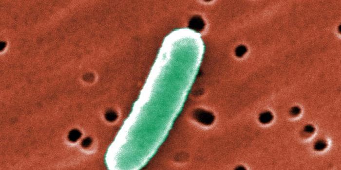 Learning More About How Bacteria Become Dangerous