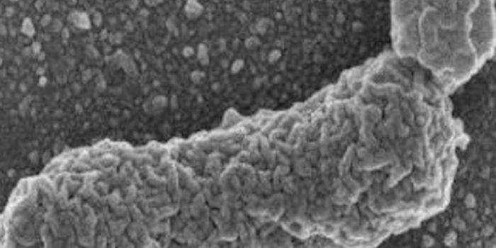 New Kind of Life Form Provides Insight Into Evolution