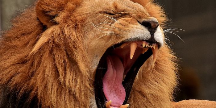 What Makes Lions Such Incredible Predators?