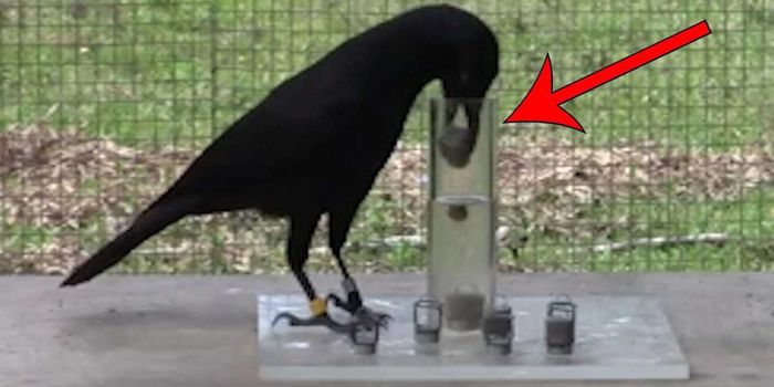 The Frighteningly Smart Things Crows Can Do