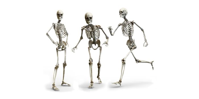 How Bones, not Adrenaline, Drive the Fight-or-Flight Response