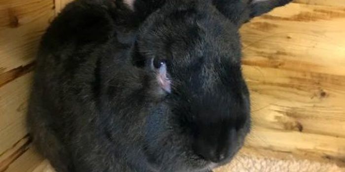 Giant Rabbit Passes Away During United Airlines Flight