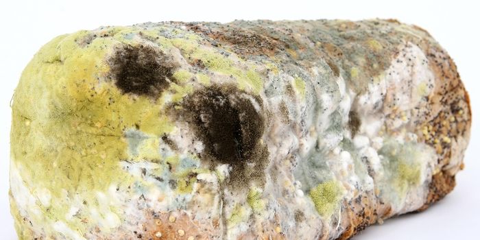 Reducing Food Waste Through Smart Contamination Detection