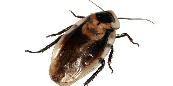 Woman Has Cockroach Removed From Skull After Feeling 'Sensations' Between Her Eyes