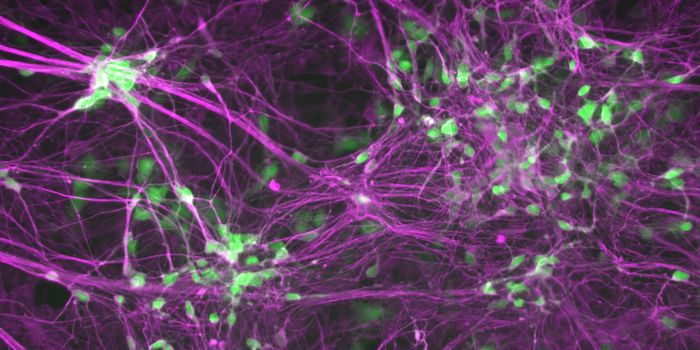 ALS Breakthrough: Two Targets Touted to Treat TDP-43 Trafficking Trouble