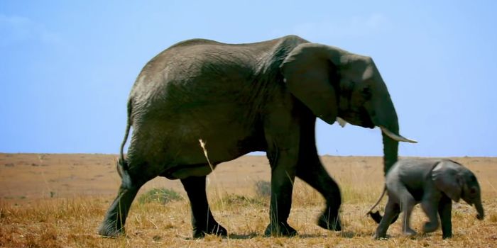 They Say an Elephant Never Forgets...