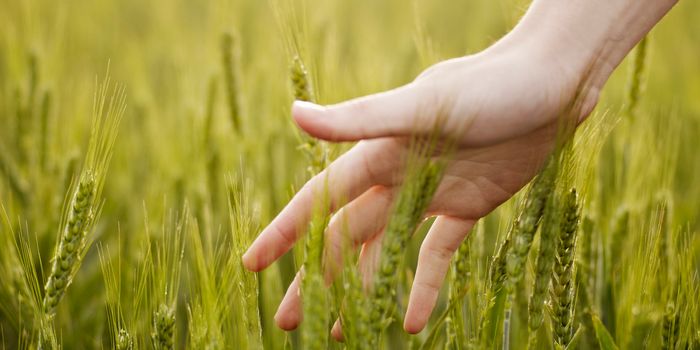 TSRI Scientists Discover How Protein Senses Touch