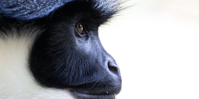 These Macaques Slap Their Food Scavenging Competition