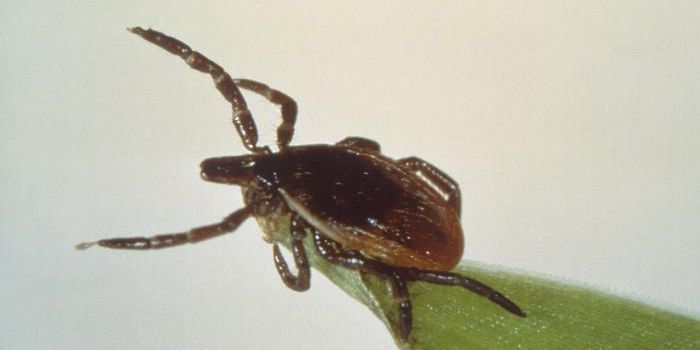 Why Cases of Lyme Disease Have Spiked