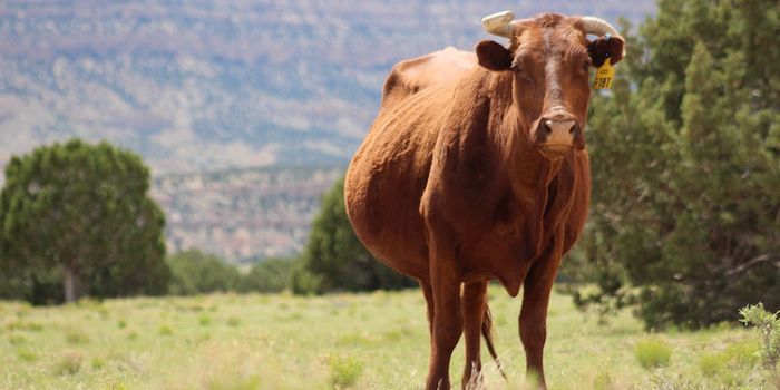 Mad Cow Case Detected in Alabama