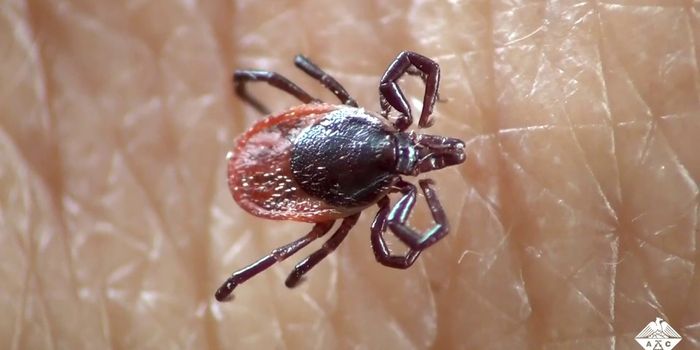 A New Approach to Tick Control