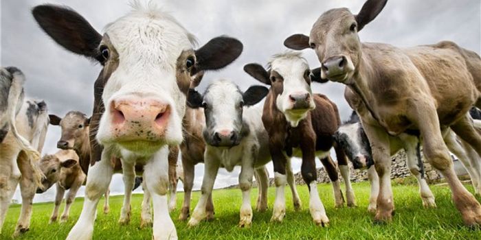 China is Working on the World's Largest Animal Cloning Factory