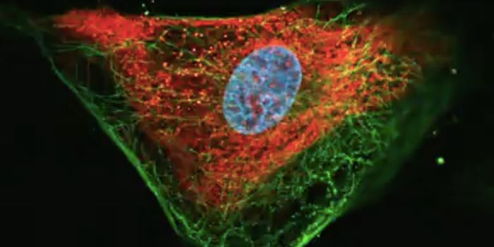 Zika Virus Used to Treat Advanced Tumors in Dogs