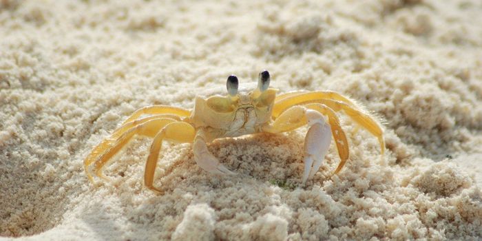Ghost Crabs Produce Sounds in Stomachs