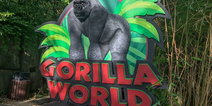 Following Harambe Incident, Cincinnati Zoo to Re-open Gorilla World Next Week