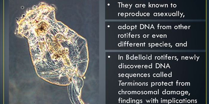 Rotifers: A Potential Model Organism