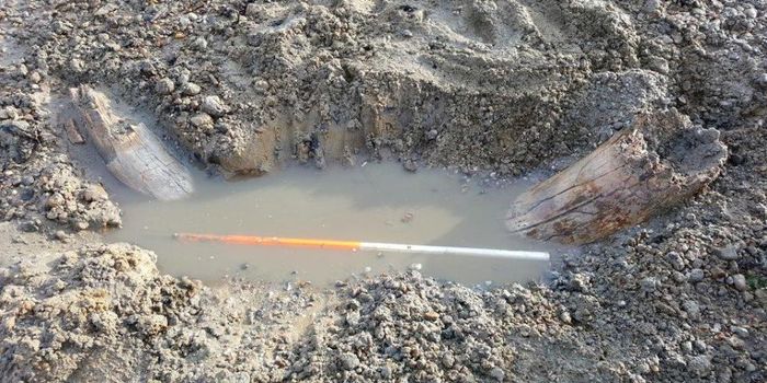 Scientists Find Mammoth Tusk on Mersea Island