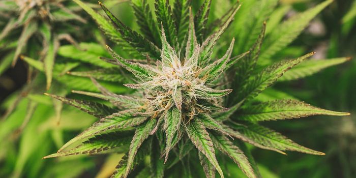 Genotyping Methods for Identifying Male Cannabis Plants