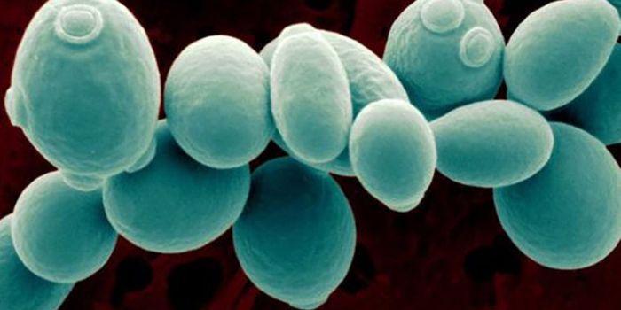 Algorithm Created to Engineer Cellular Behavior