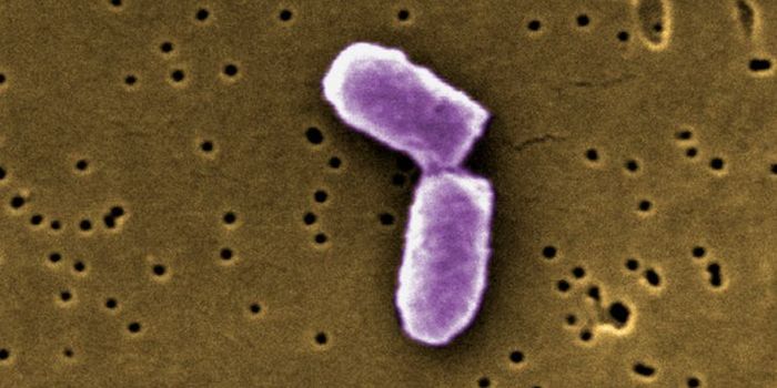 Researchers Alter How Bacteria Communicate