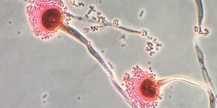 Fighting Back Against Fungal Pathogens