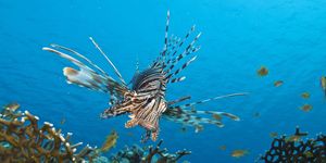 Simple trap effective against invasive lionfish, study shows - News