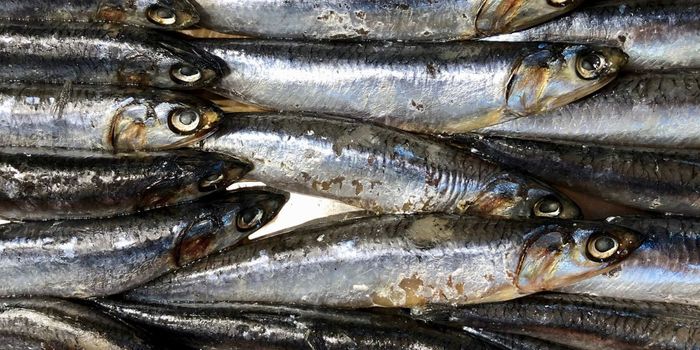 Fish Oil Supplements Lower Risk of Heart Disease